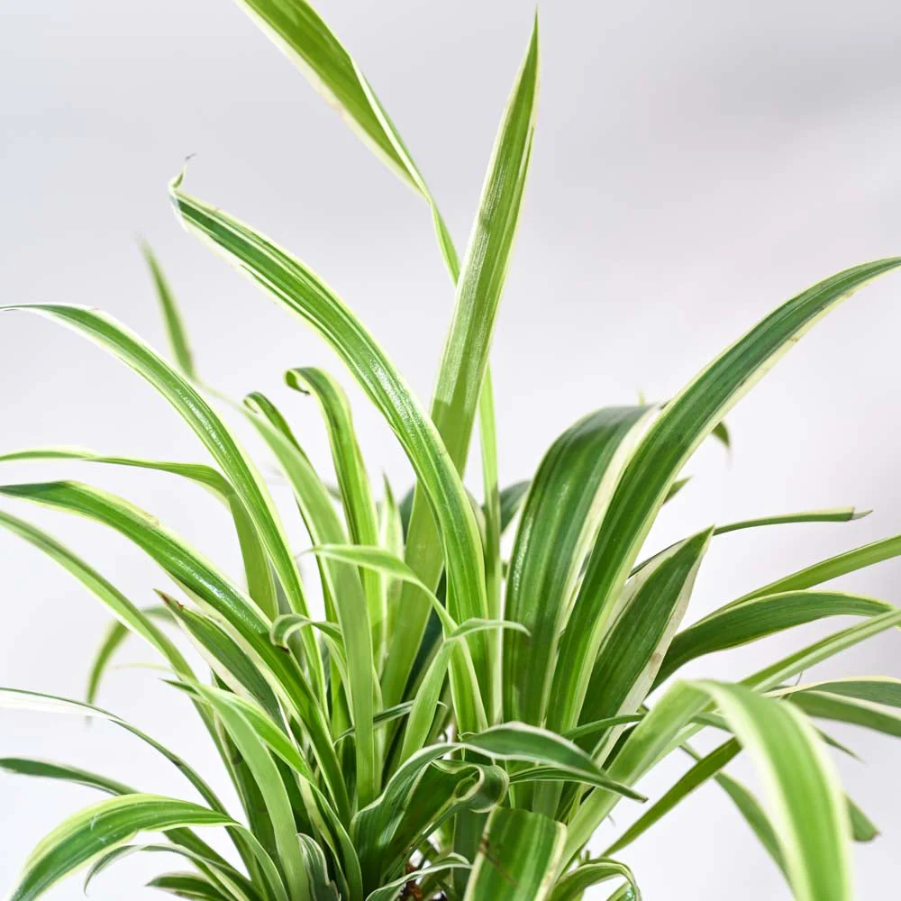 Chlorophytum Spider Plant - Image 7