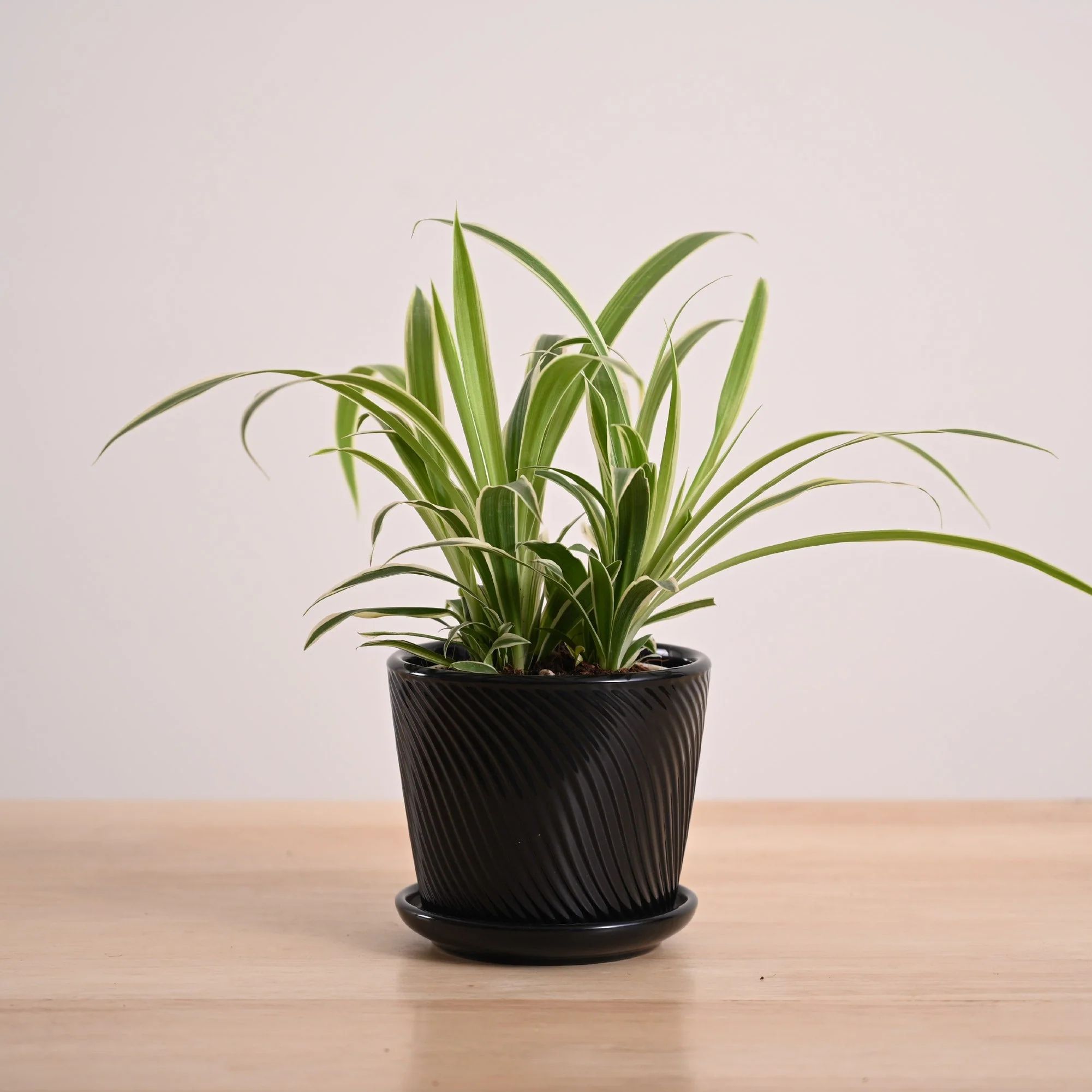 Chlorophytum Spider Plant - Image 71