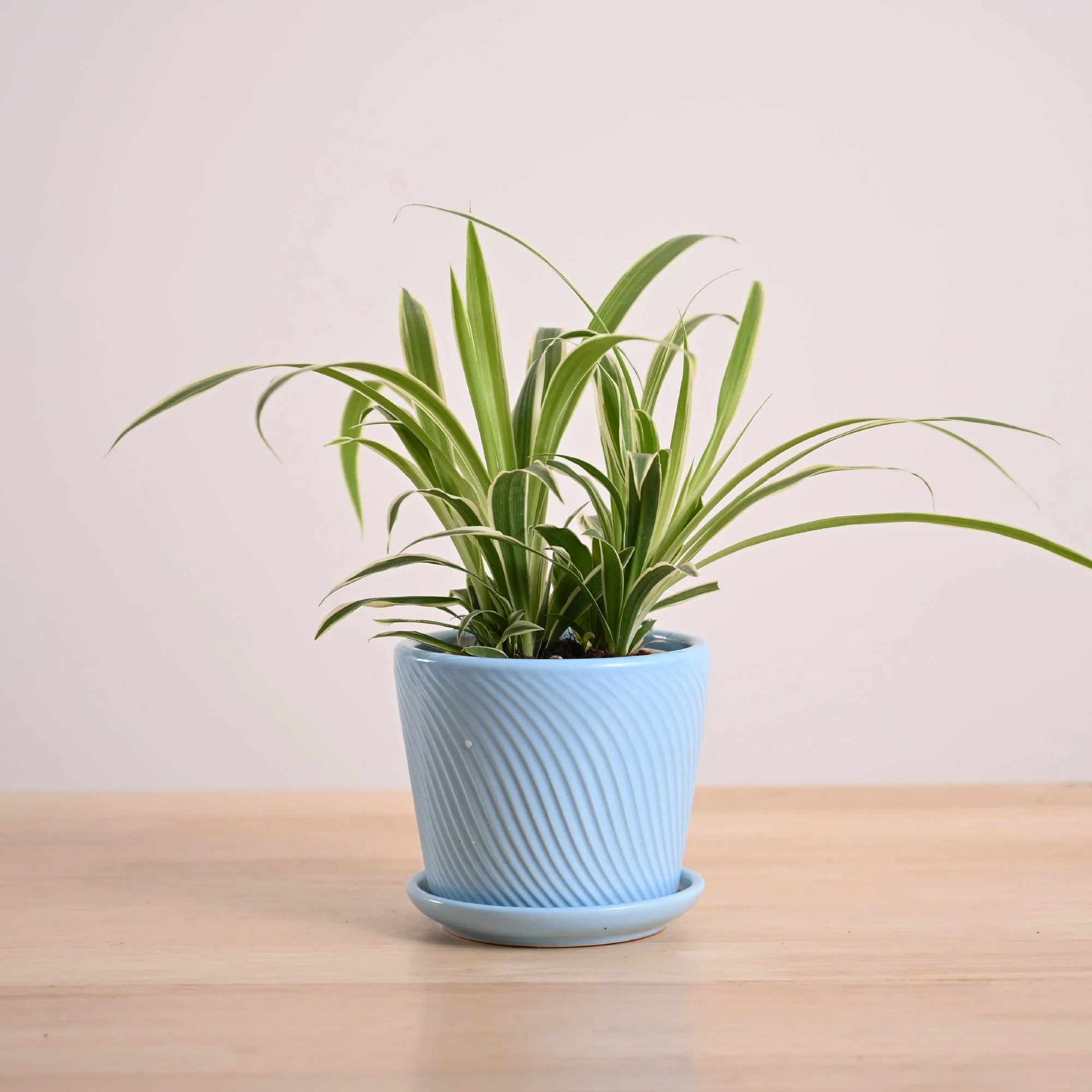 Chlorophytum Spider Plant - Image 73