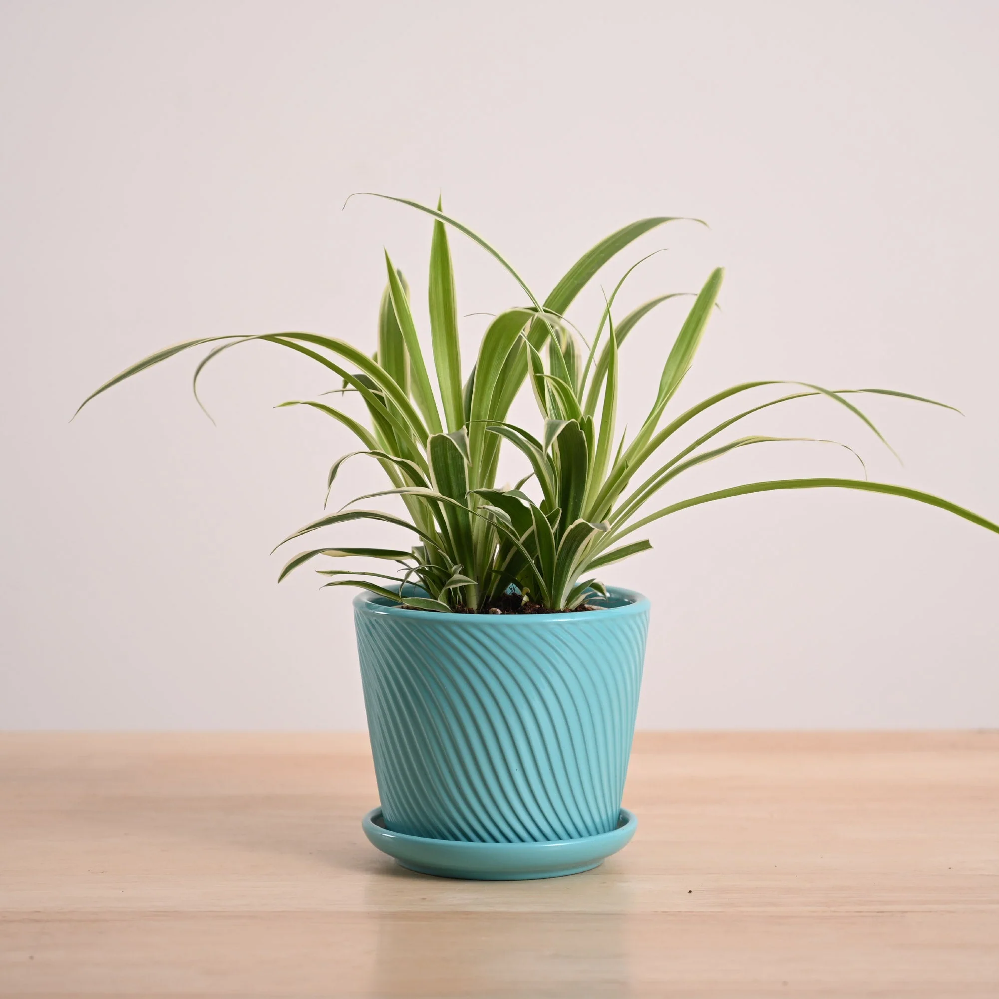 Chlorophytum Spider Plant - Image 74