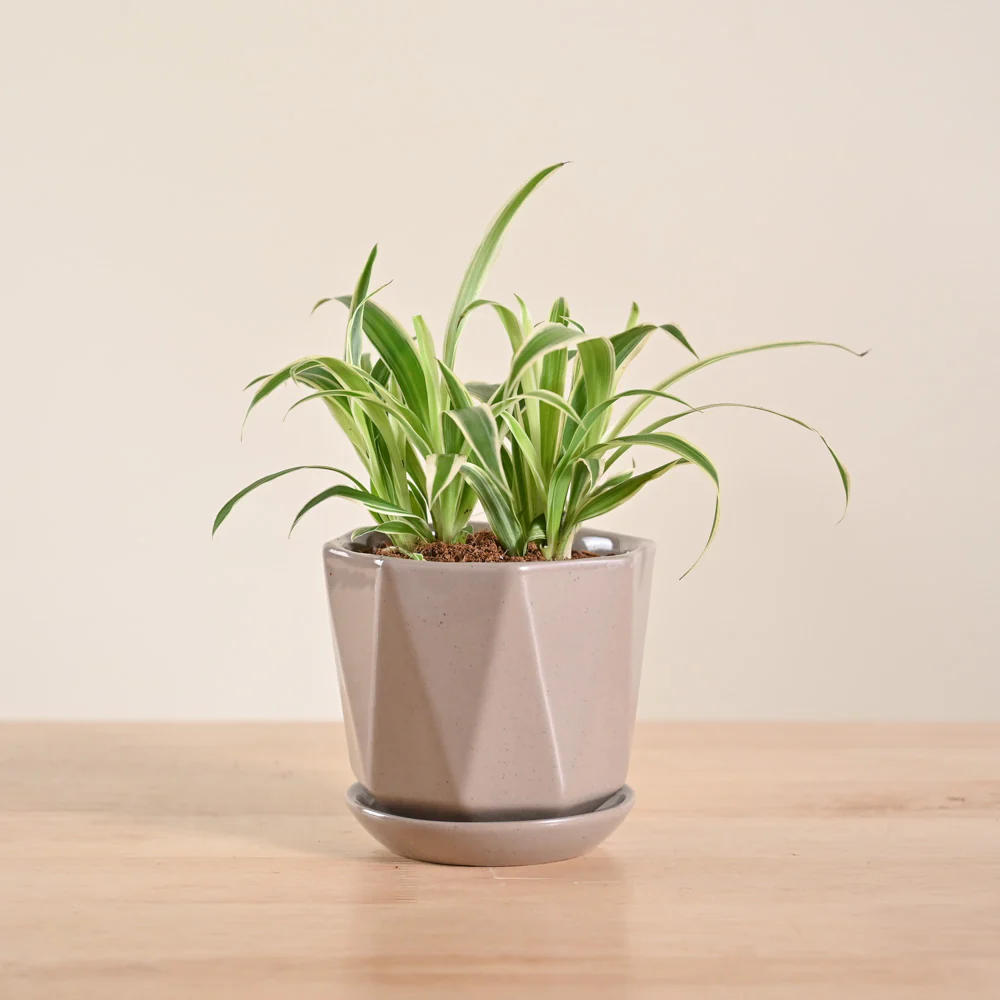 Chlorophytum Spider Plant - Image 75