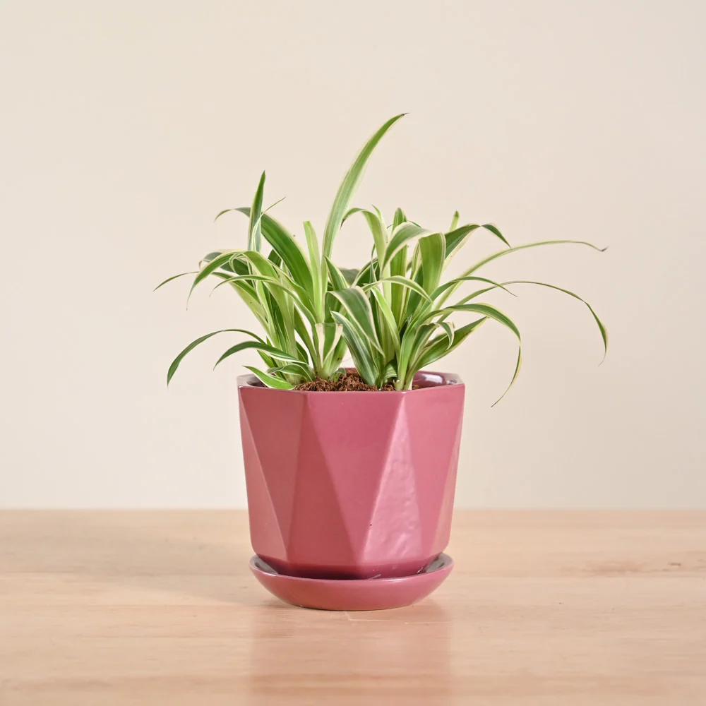 Chlorophytum Spider Plant - Image 76