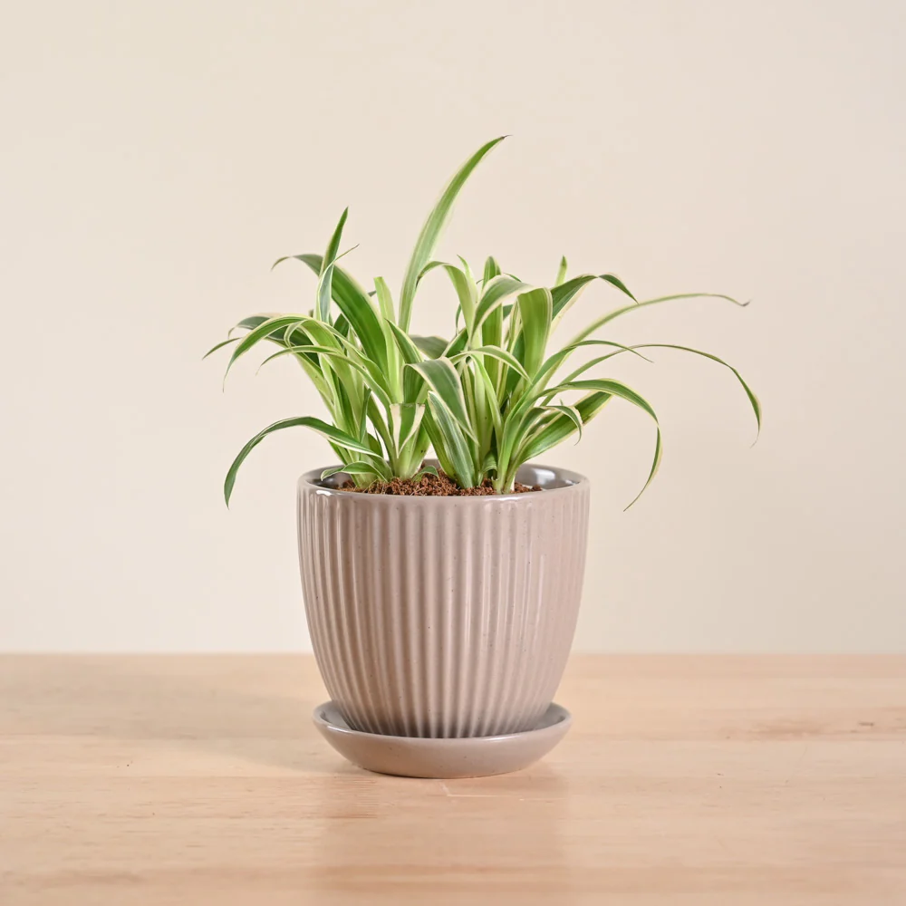 Chlorophytum Spider Plant - Image 77