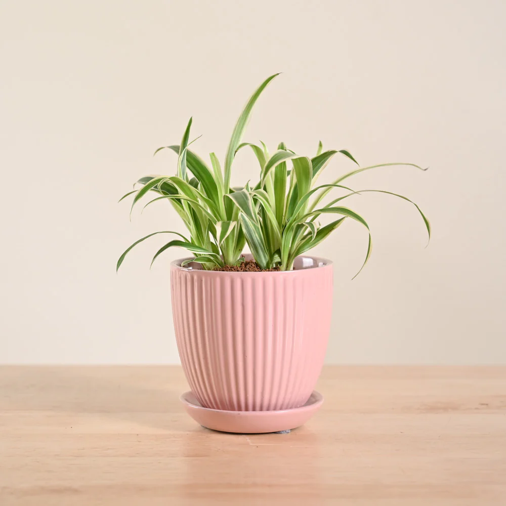 Chlorophytum Spider Plant - Image 79