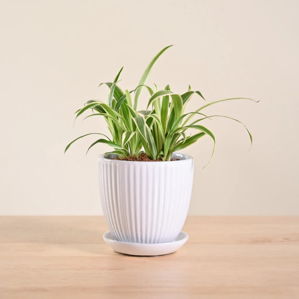 Chlorophytum Spider Plant - Image 80