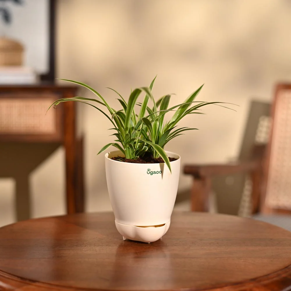 Chlorophytum Spider Plant - Image 84