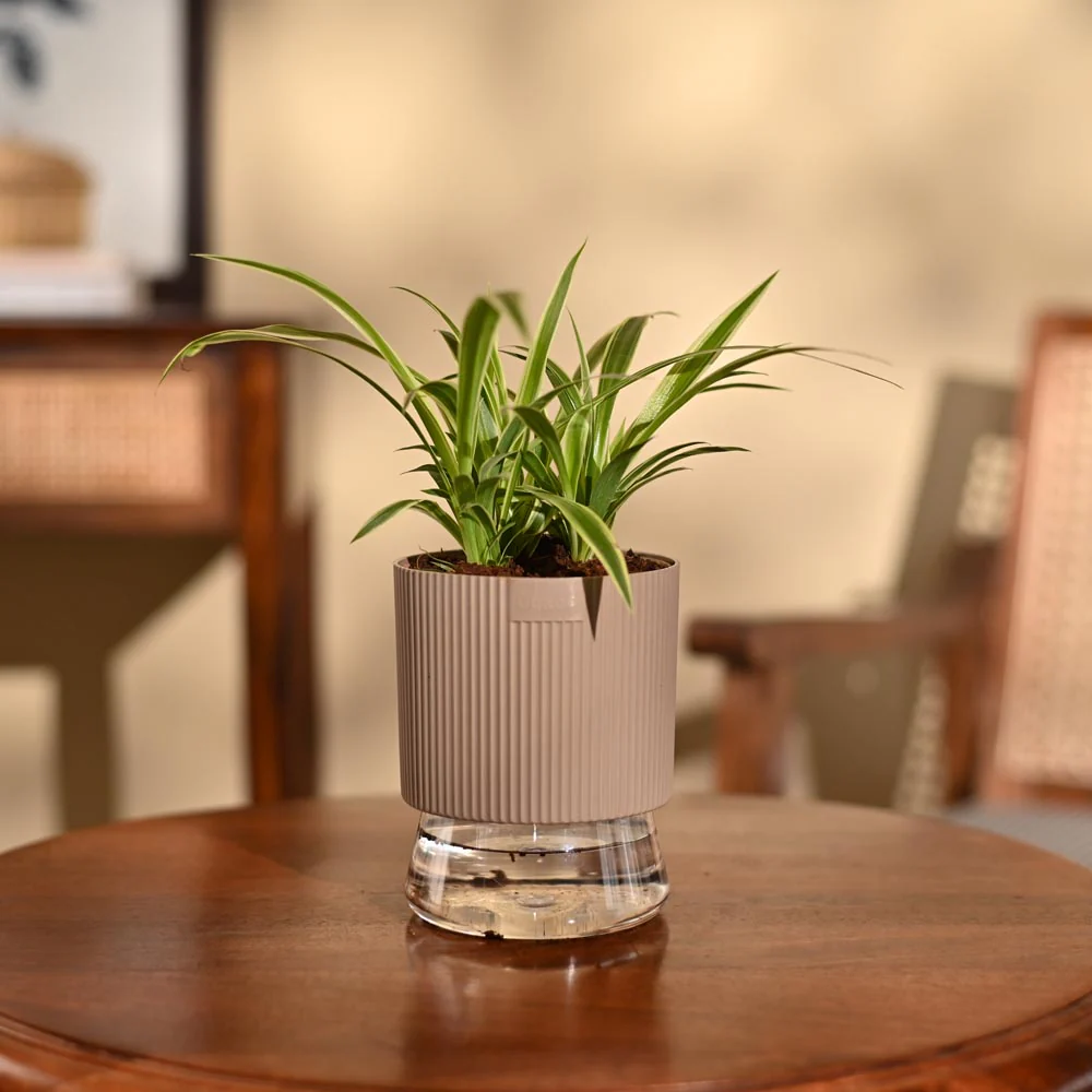 Chlorophytum Spider Plant - Image 85