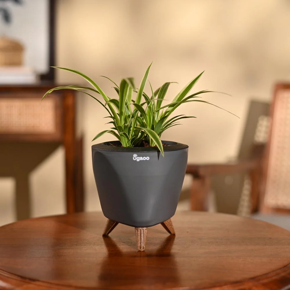 Chlorophytum Spider Plant - Image 90