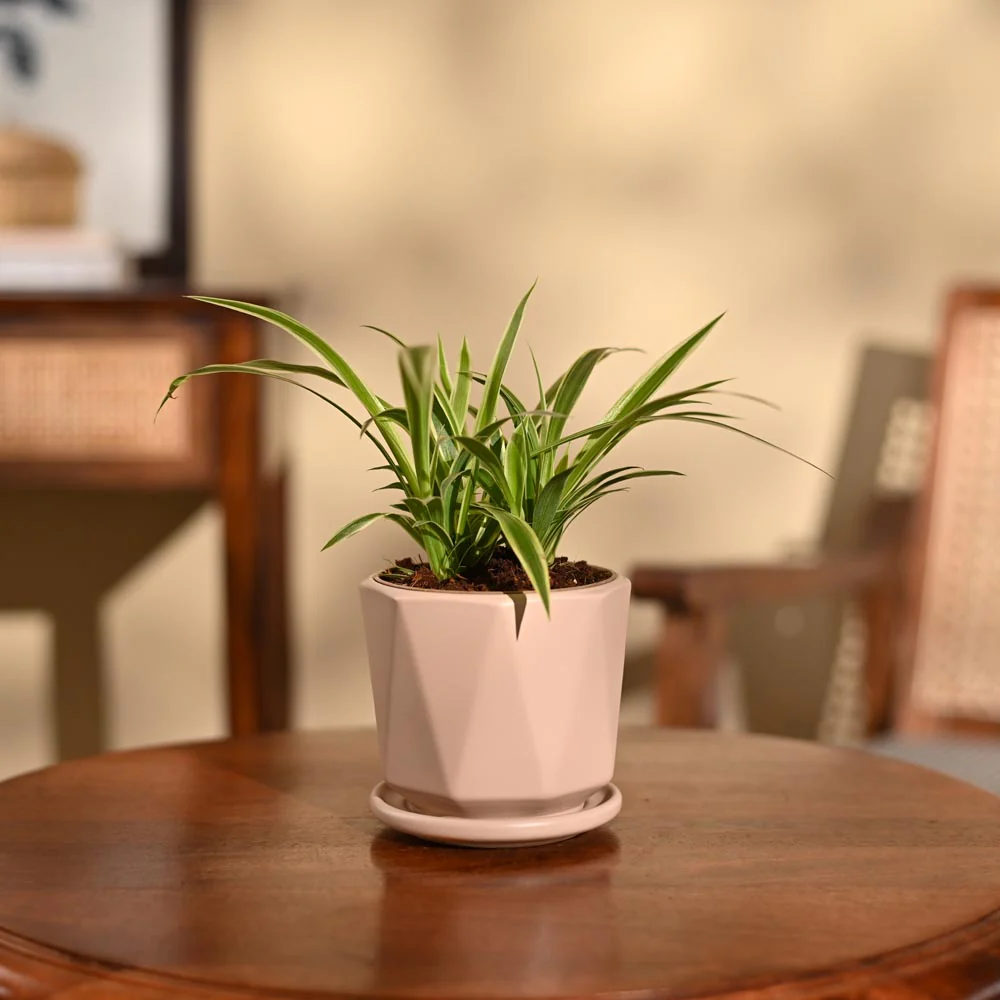 Chlorophytum Spider Plant - Image 92