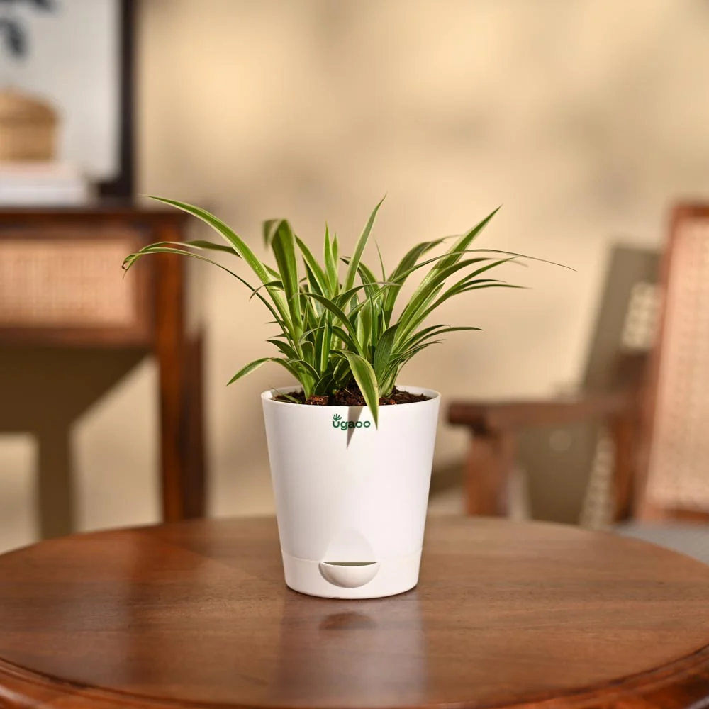 Chlorophytum Spider Plant - Image 96