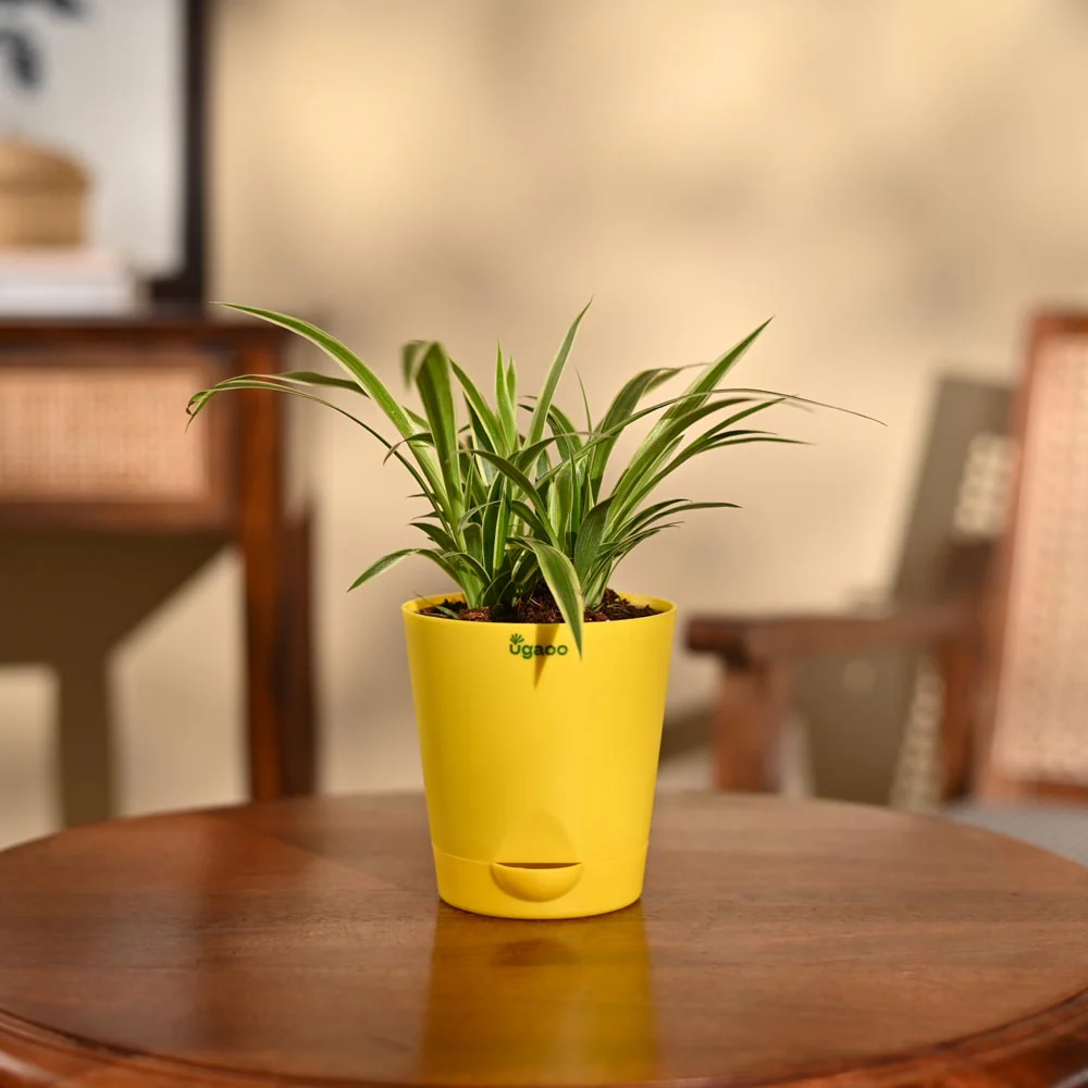 Chlorophytum Spider Plant - Image 97
