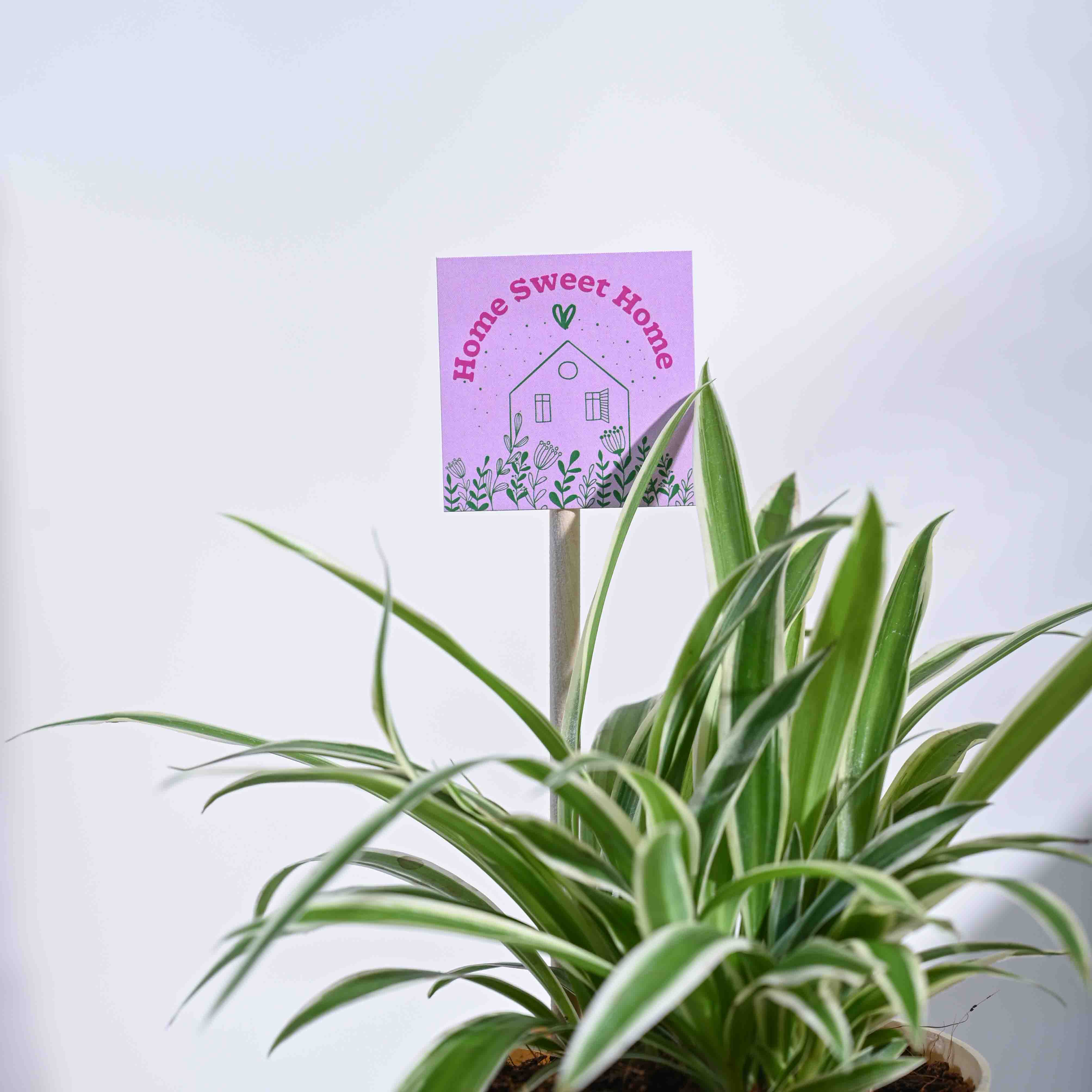 Spider Plant Housewarming Gift Hamper - Image 5