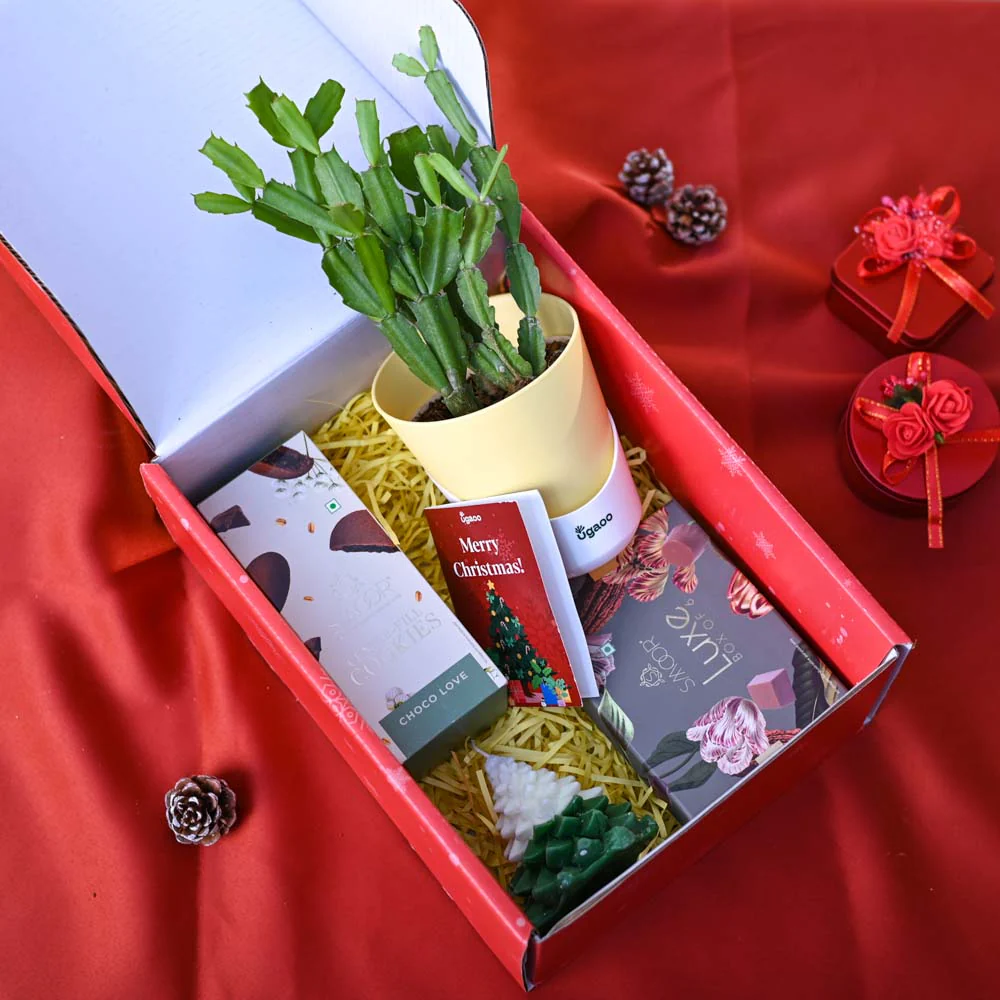 Christmas Cactus Plant Christmas Gift Hamper - Image 7