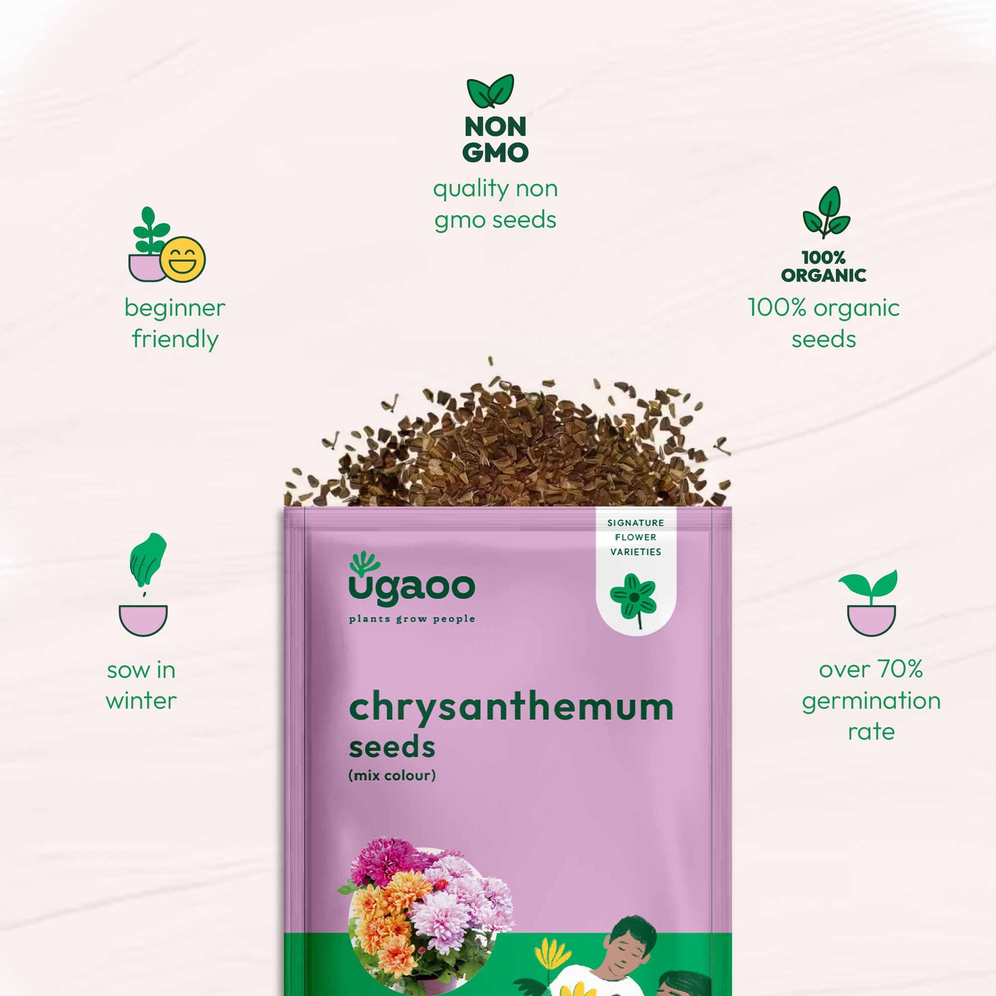 Chrysanthemum Mix Seeds - Image 6