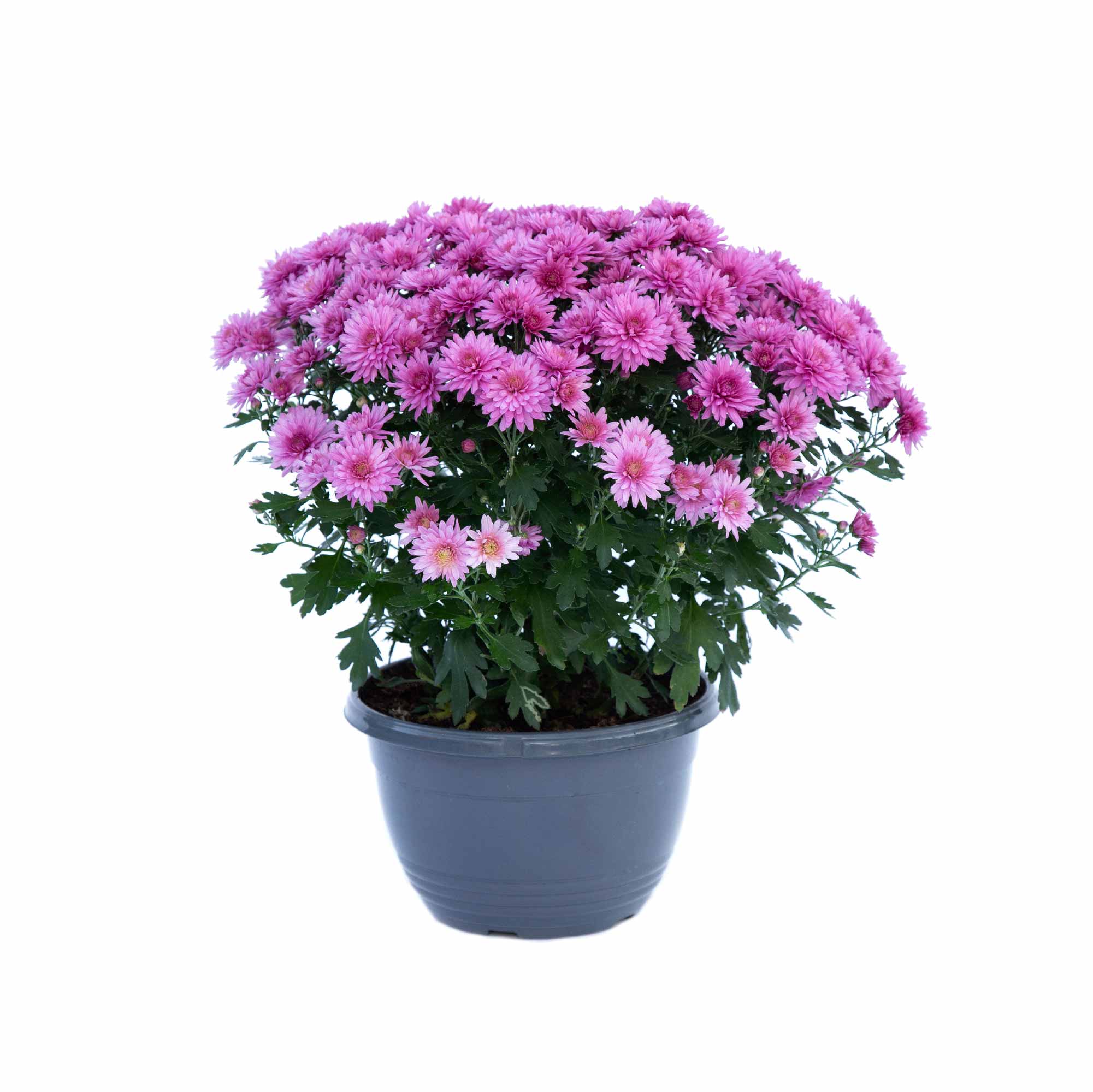 Chrysanthemum Mix Seeds - Image 9