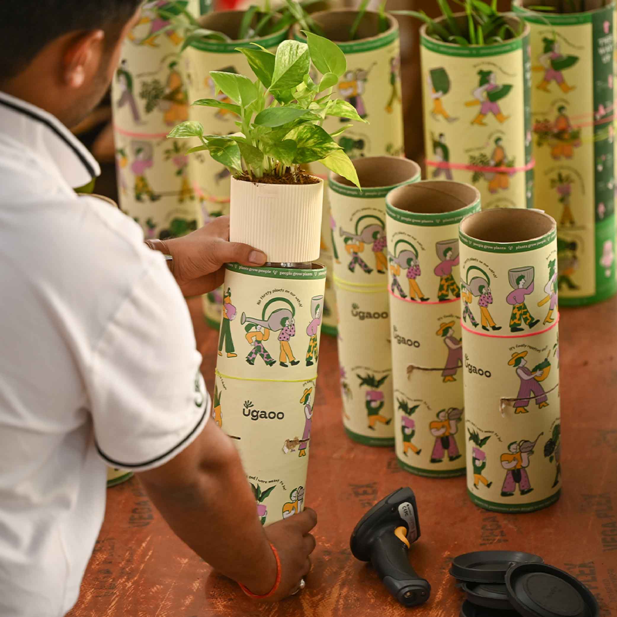 Combo of 4 Plant Set for Office Desk - Image 10