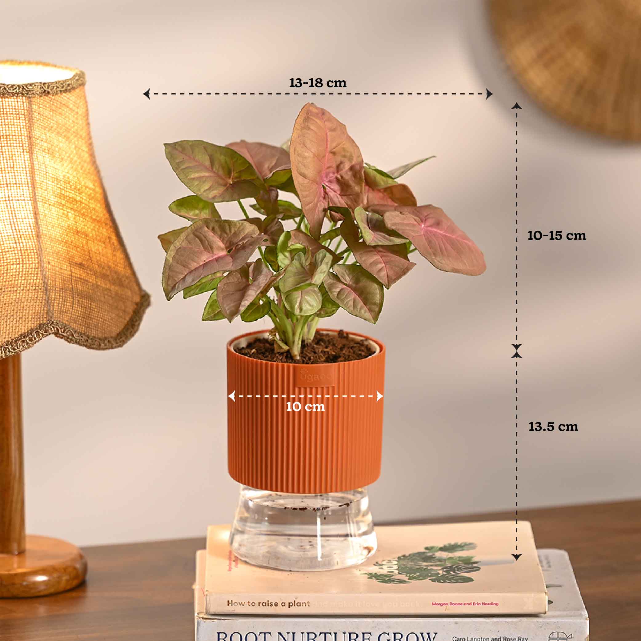 Combo of 4 Plant Set for Office Desk - Image 6