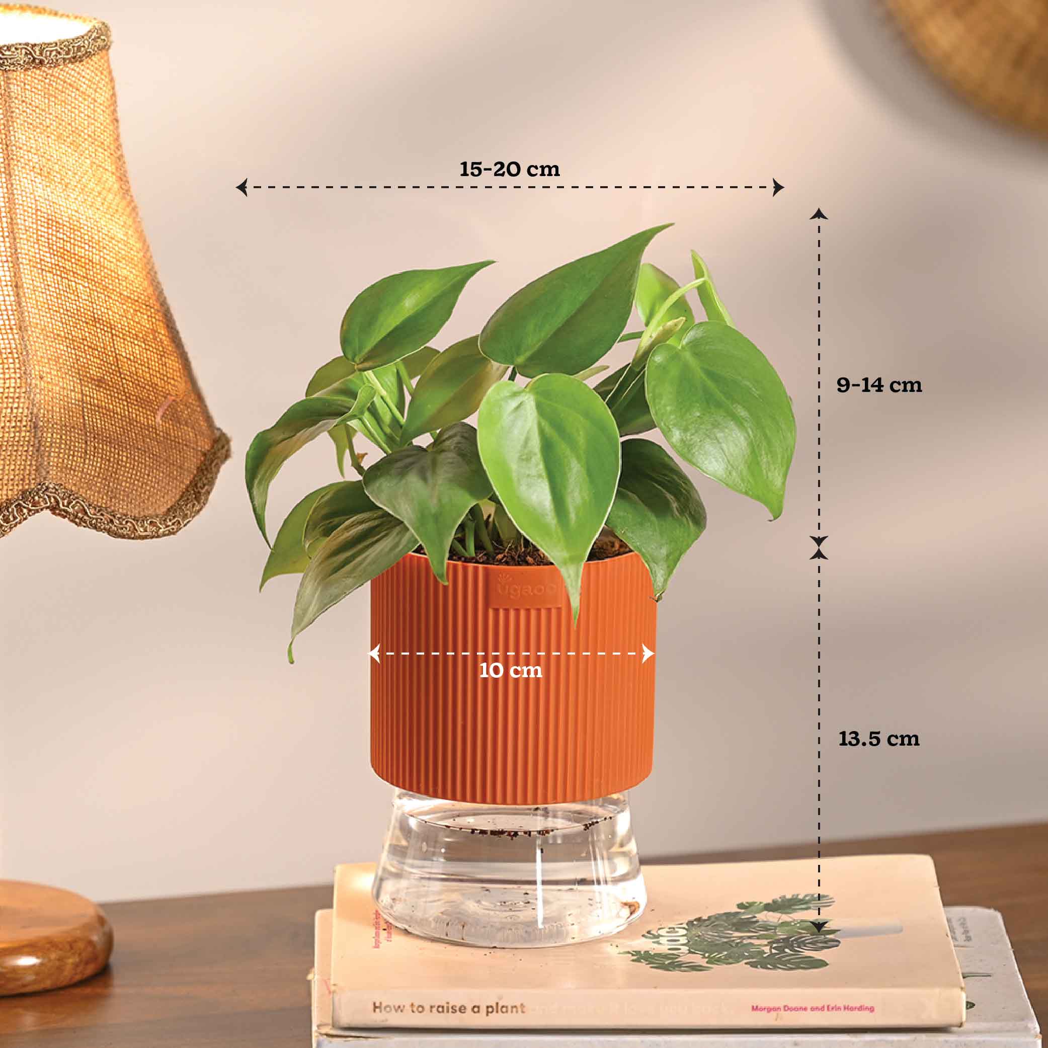 Combo of 4 Plant Set for Office Desk - Image 7