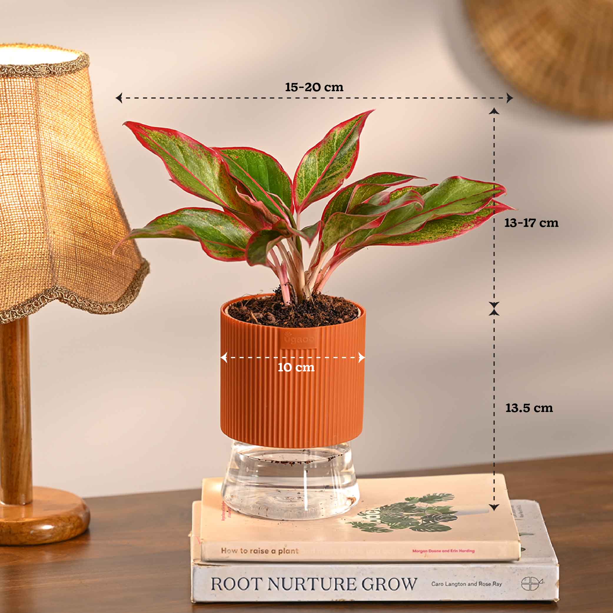Combo of 4 Plant Set for Office Desk - Image 8