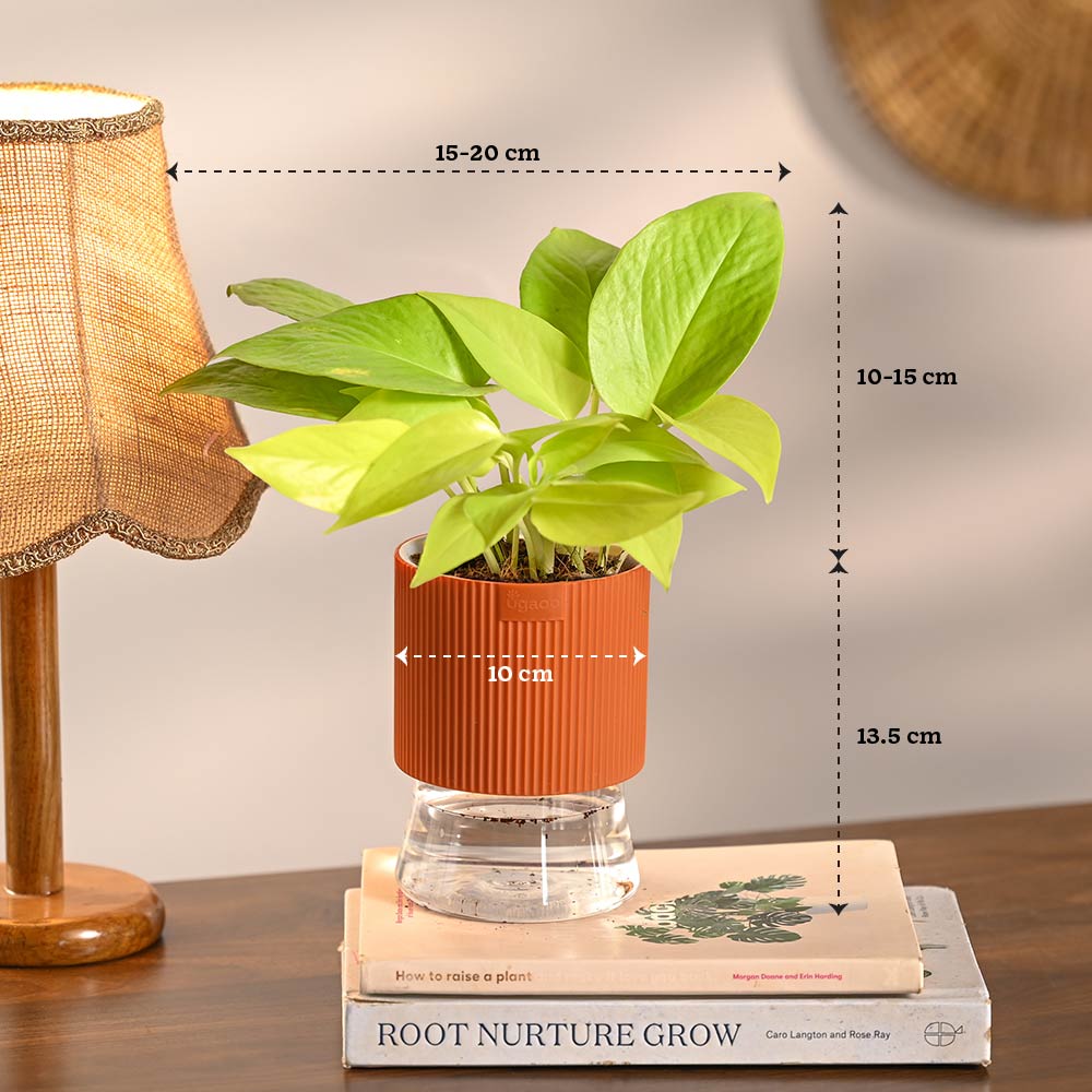 Combo of 4 Plant Set for Office Desk - Image 9