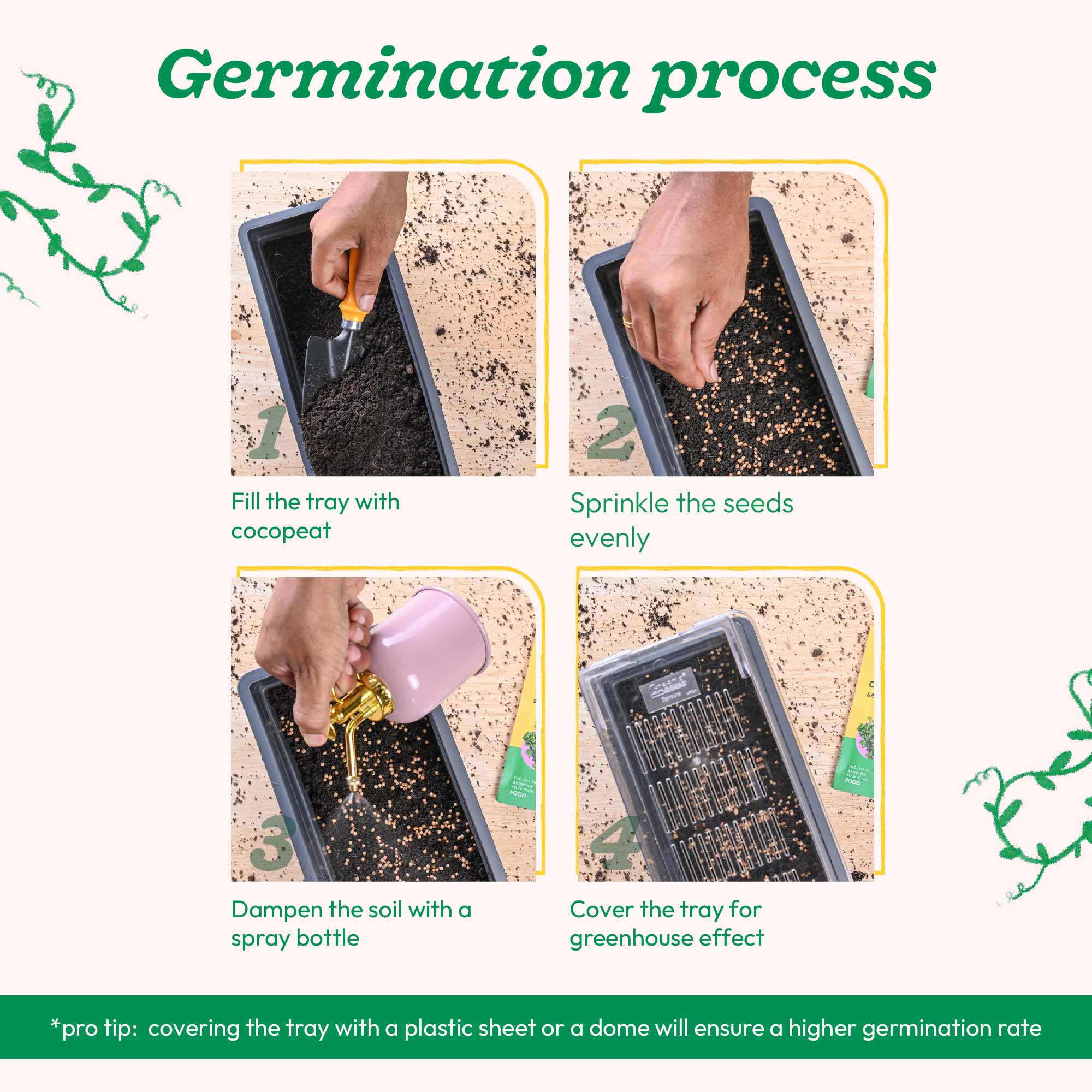 Coriander Seeds - Image 4