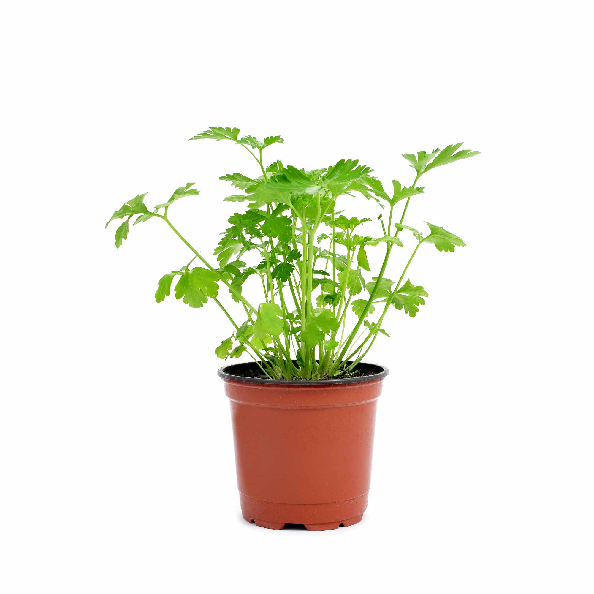 Coriander Seeds - Image 9