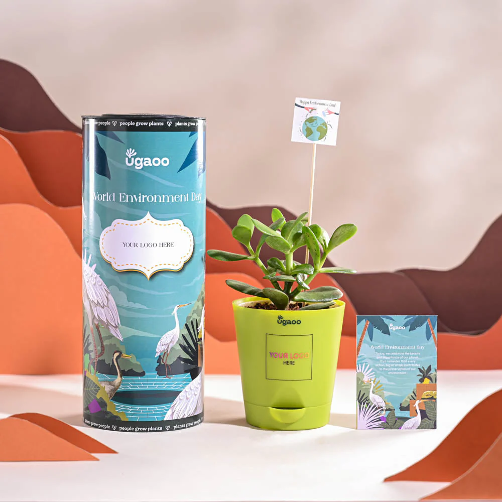 Crassula Ovata Plant For Environment Day Gifting - Image 14