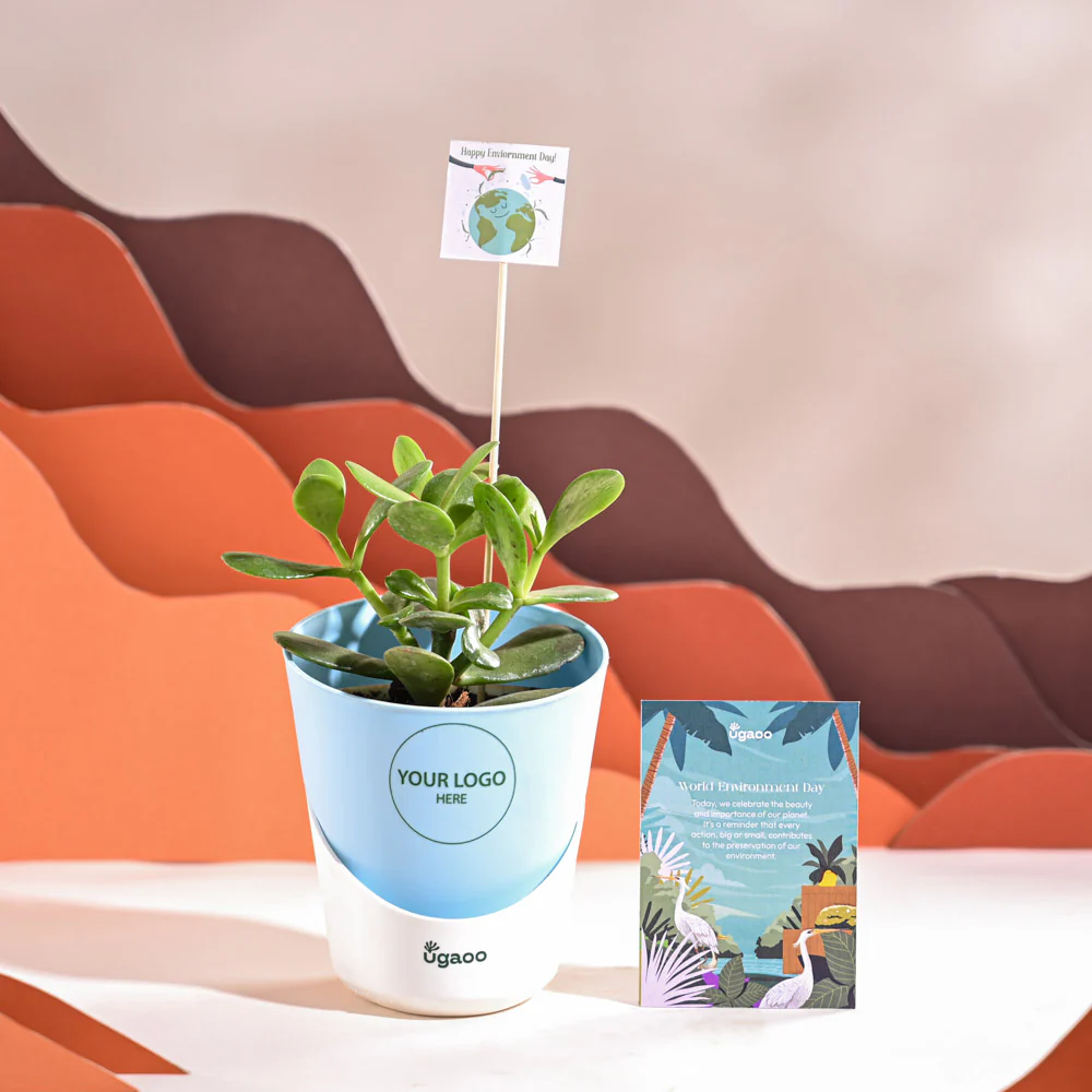 Crassula Ovata Plant For Environment Day Gifting - Image 20