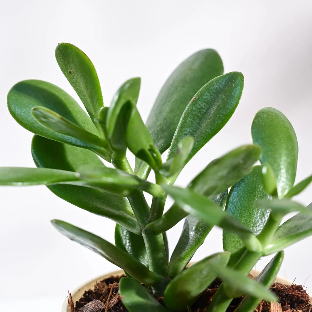 Crassula Ovata Plant For Environment Day Gifting - Image 30
