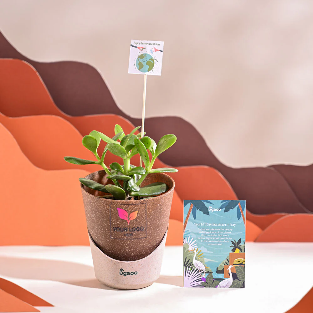 Crassula Ovata Plant For Environment Day Gifting - Image 31