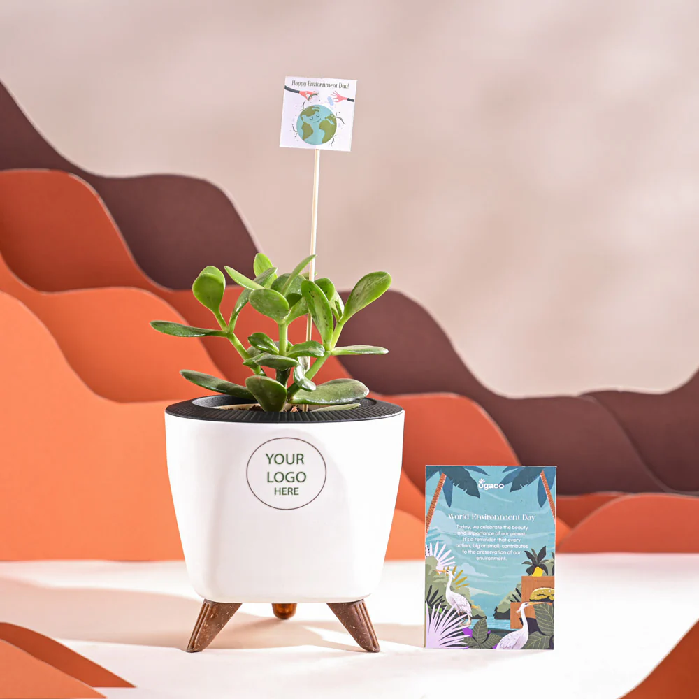Crassula Ovata Plant For Environment Day Gifting - Image 37