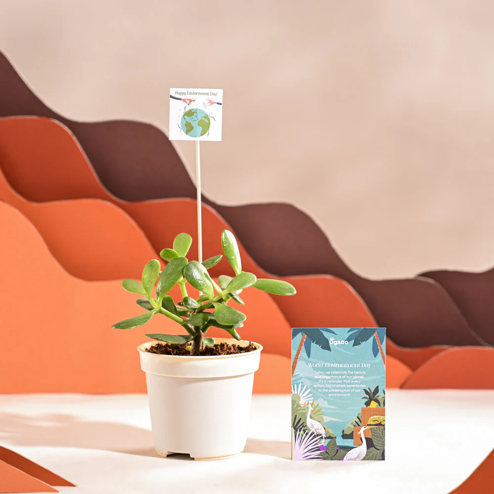 Crassula Ovata Plant For Environment Day Gifting - Image 38
