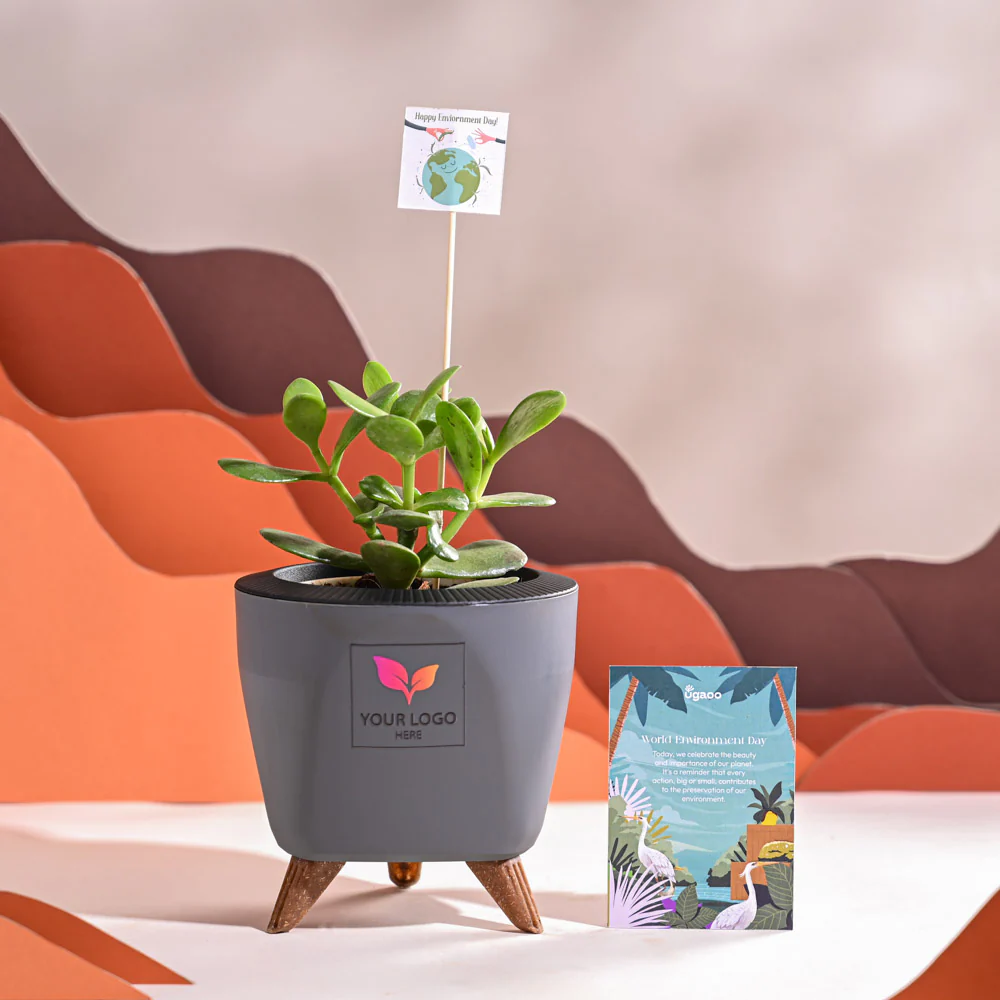 Crassula Ovata Plant For Environment Day Gifting - Image 43
