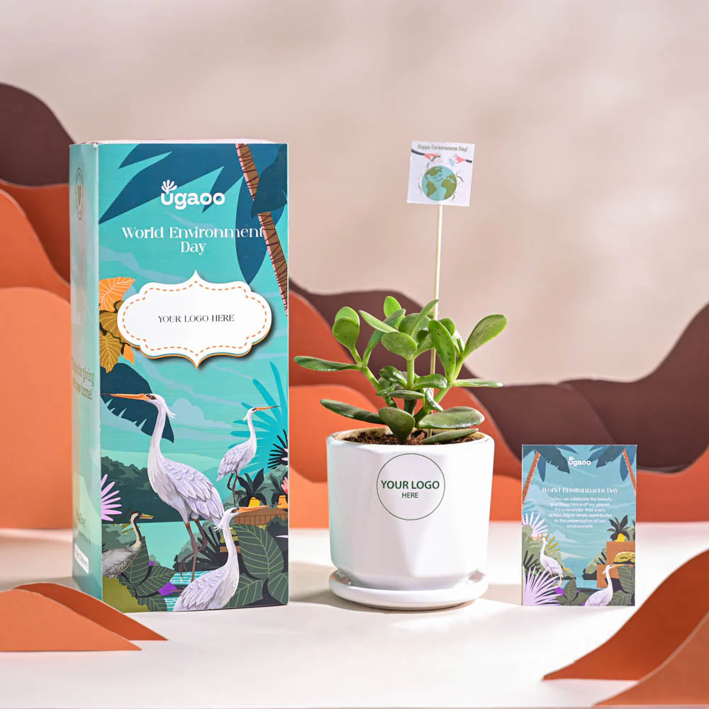 Crassula Ovata Plant For Environment Day Gifting - Image 49