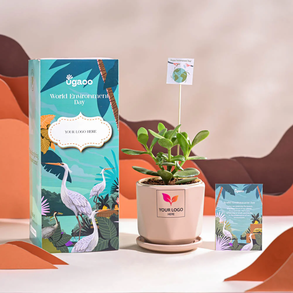Crassula Ovata Plant For Environment Day Gifting - Image 55