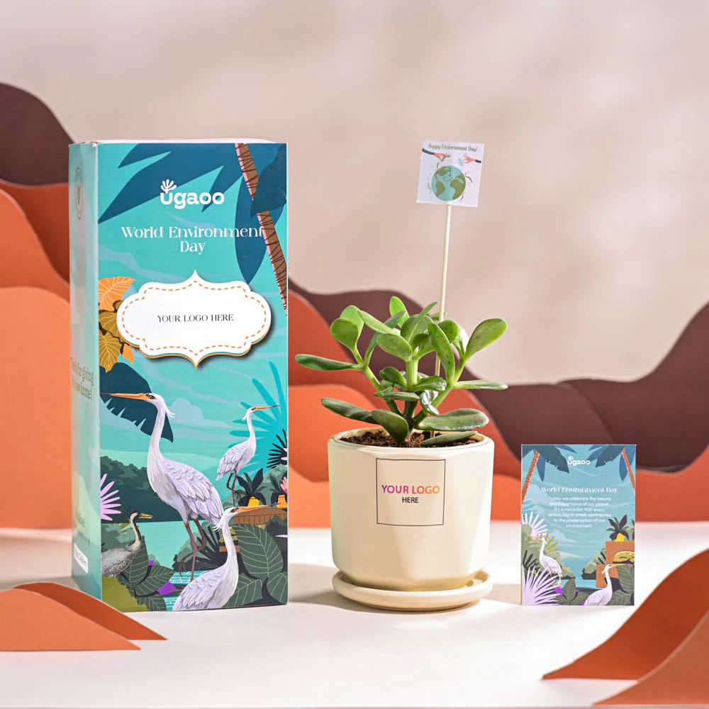 Crassula Ovata Plant For Environment Day Gifting - Image 61