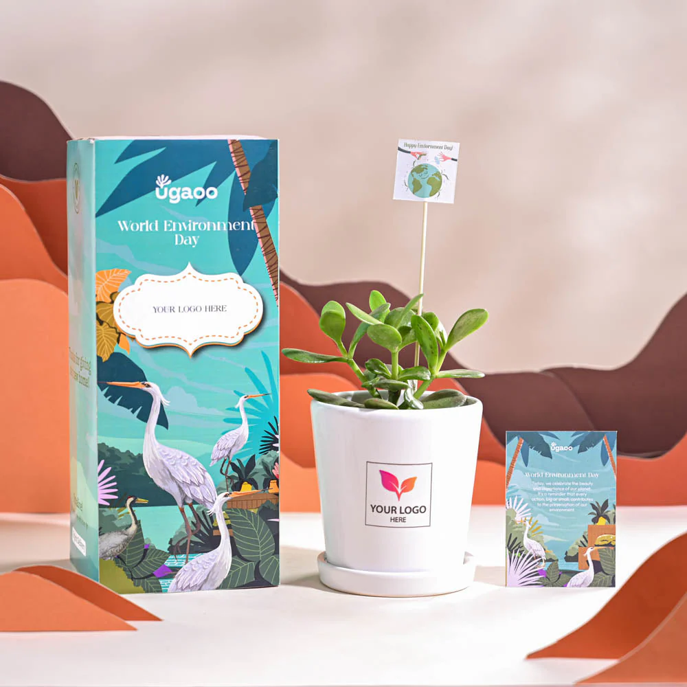 Crassula Ovata Plant For Environment Day Gifting - Image 67