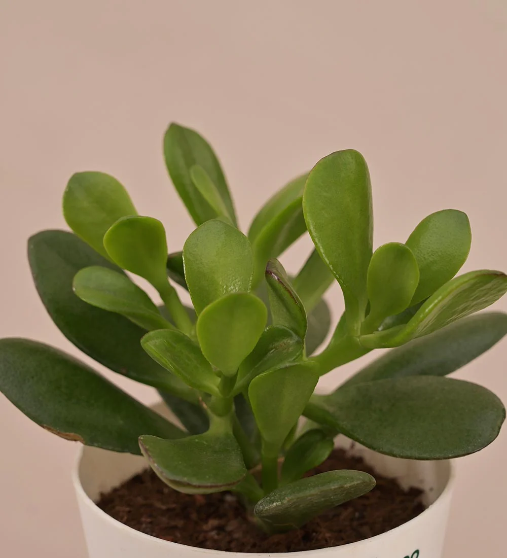 Crassula Ovata Plant Gift Hamper - Image 3
