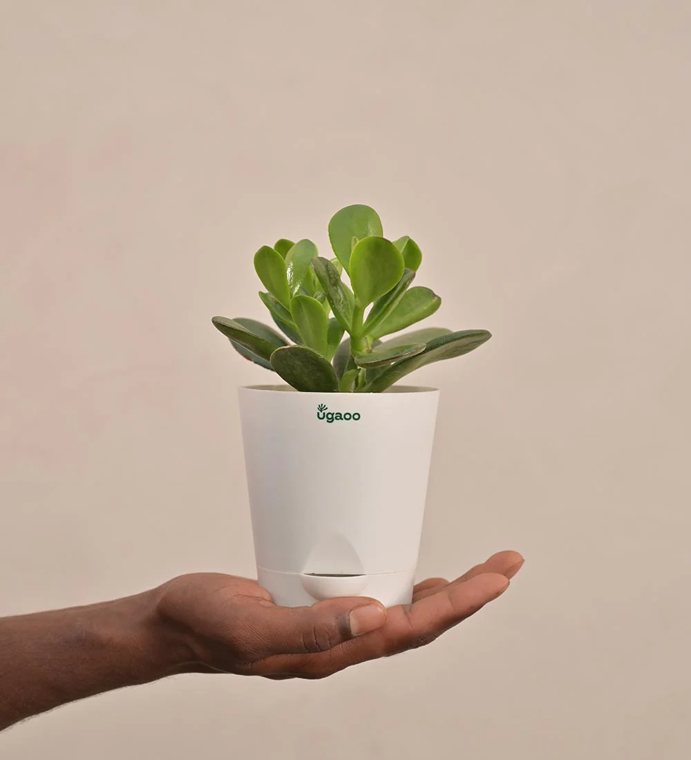 Crassula Ovata Plant Gift Hamper - Image 4
