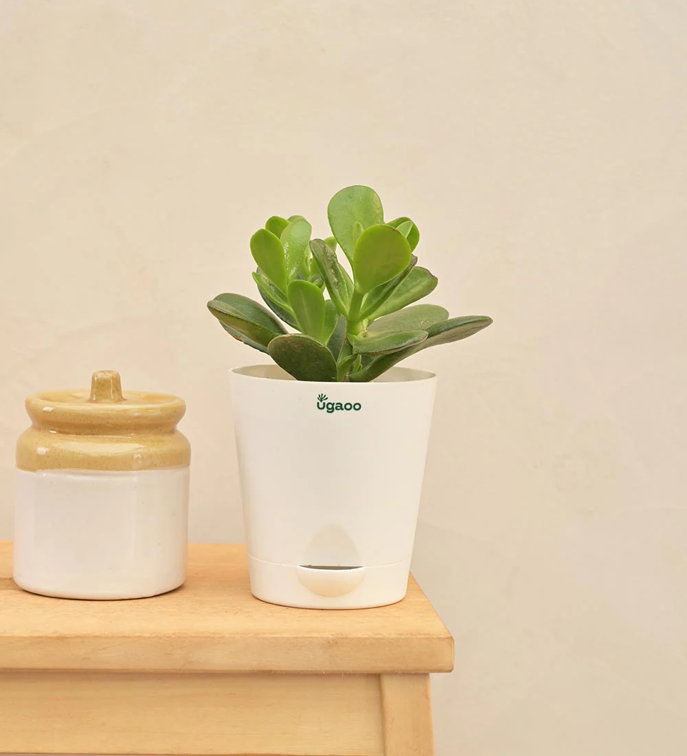 Crassula Ovata Plant Gift Hamper - Image 5