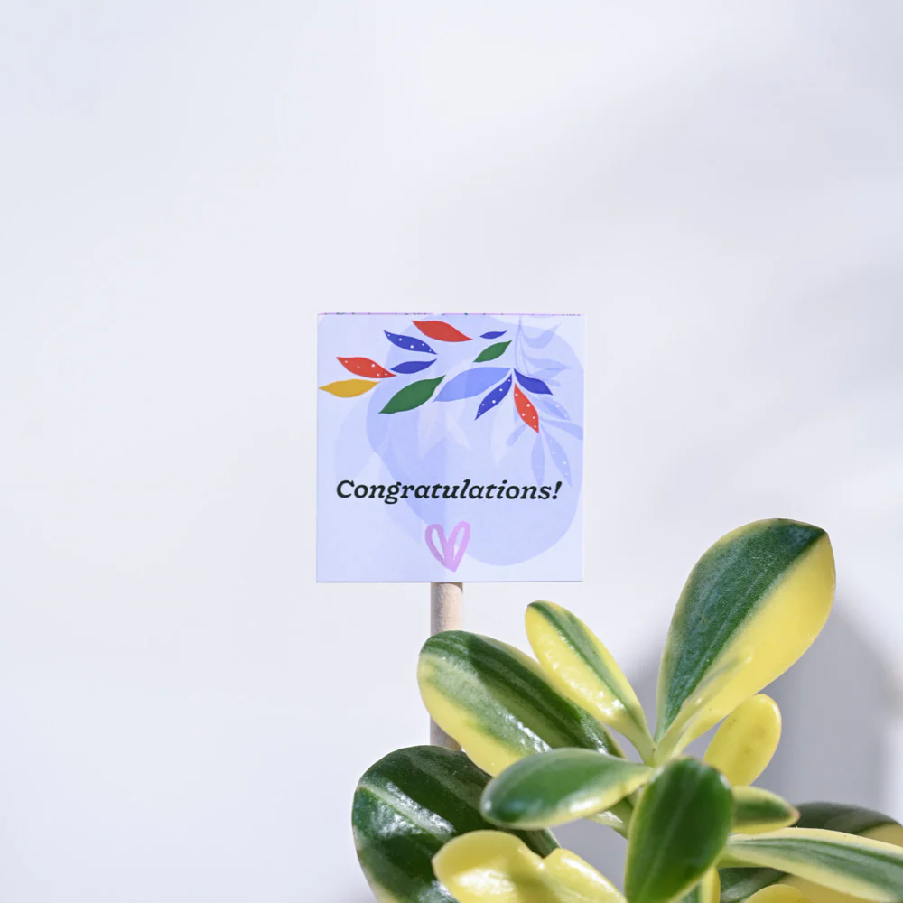 Crassula Ovata Variegated Congratulations Gift hamper - Image 5