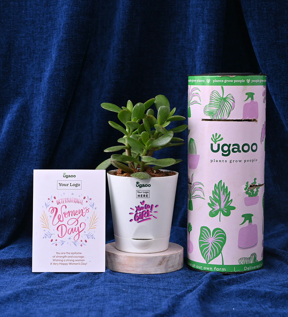 Crassula Ovata with Balck Ceramic Warmer Cup - Image 3