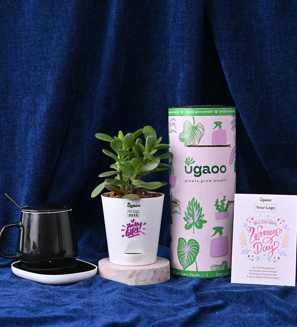 Crassula Ovata with Balck Ceramic Warmer Cup - Image 5