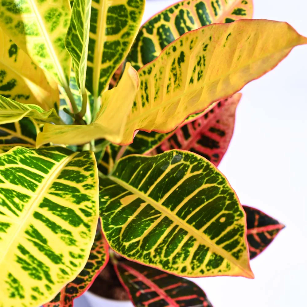 Croton Petra - Image 19