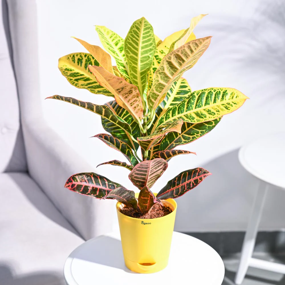 Croton Petra - Image 41