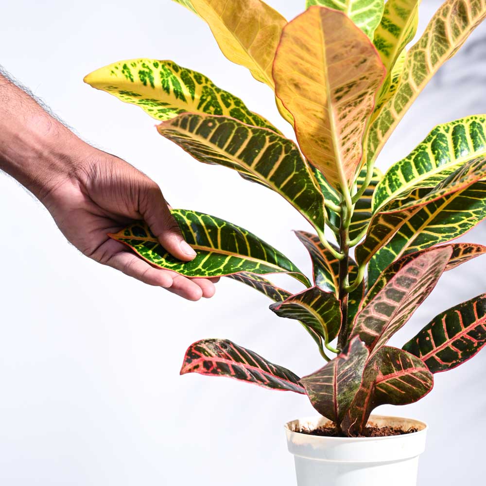Croton Petra - Image 48
