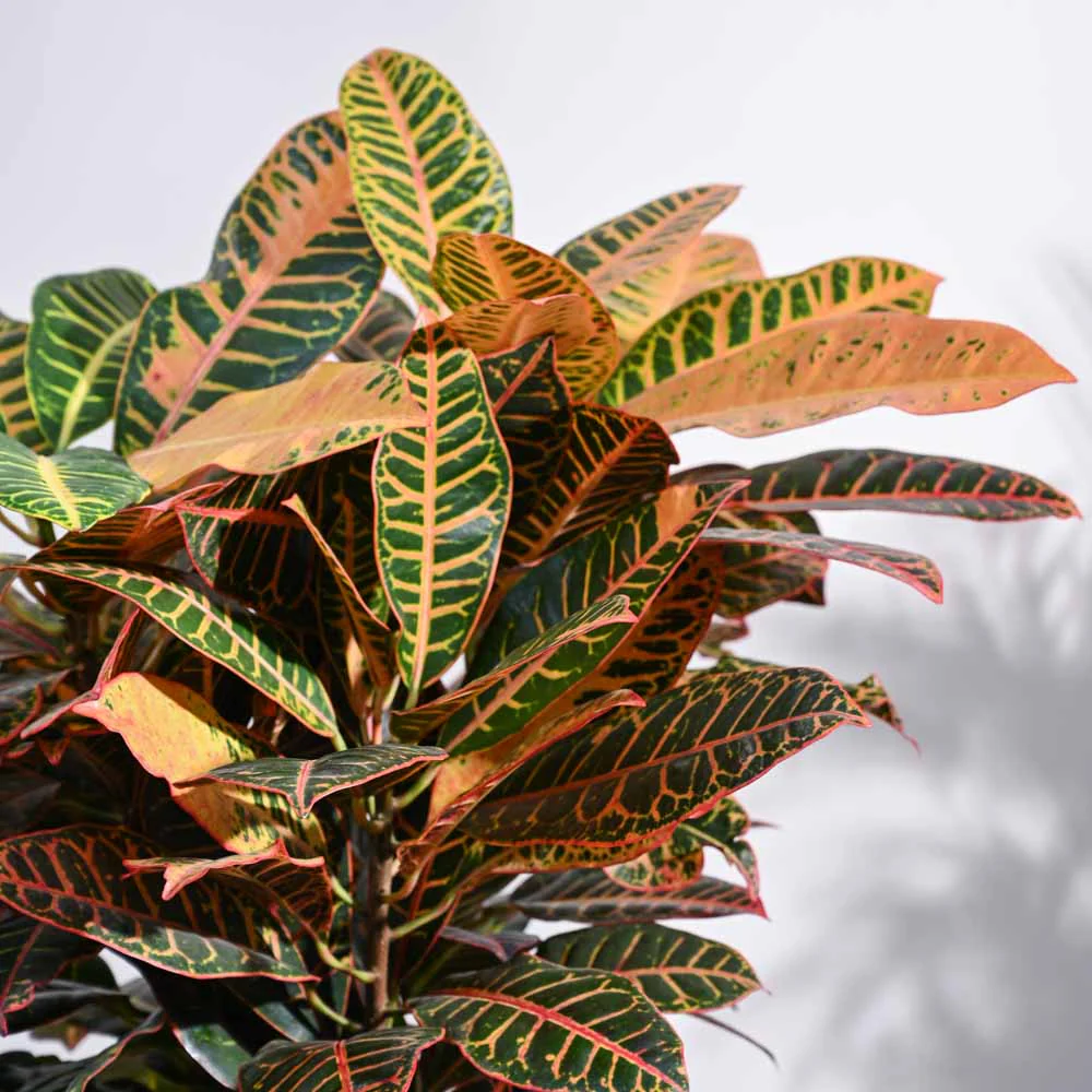 Croton Petra XL - Image 2