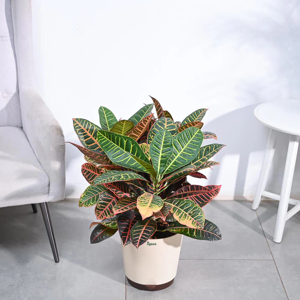 Croton Petra XL - Image 4