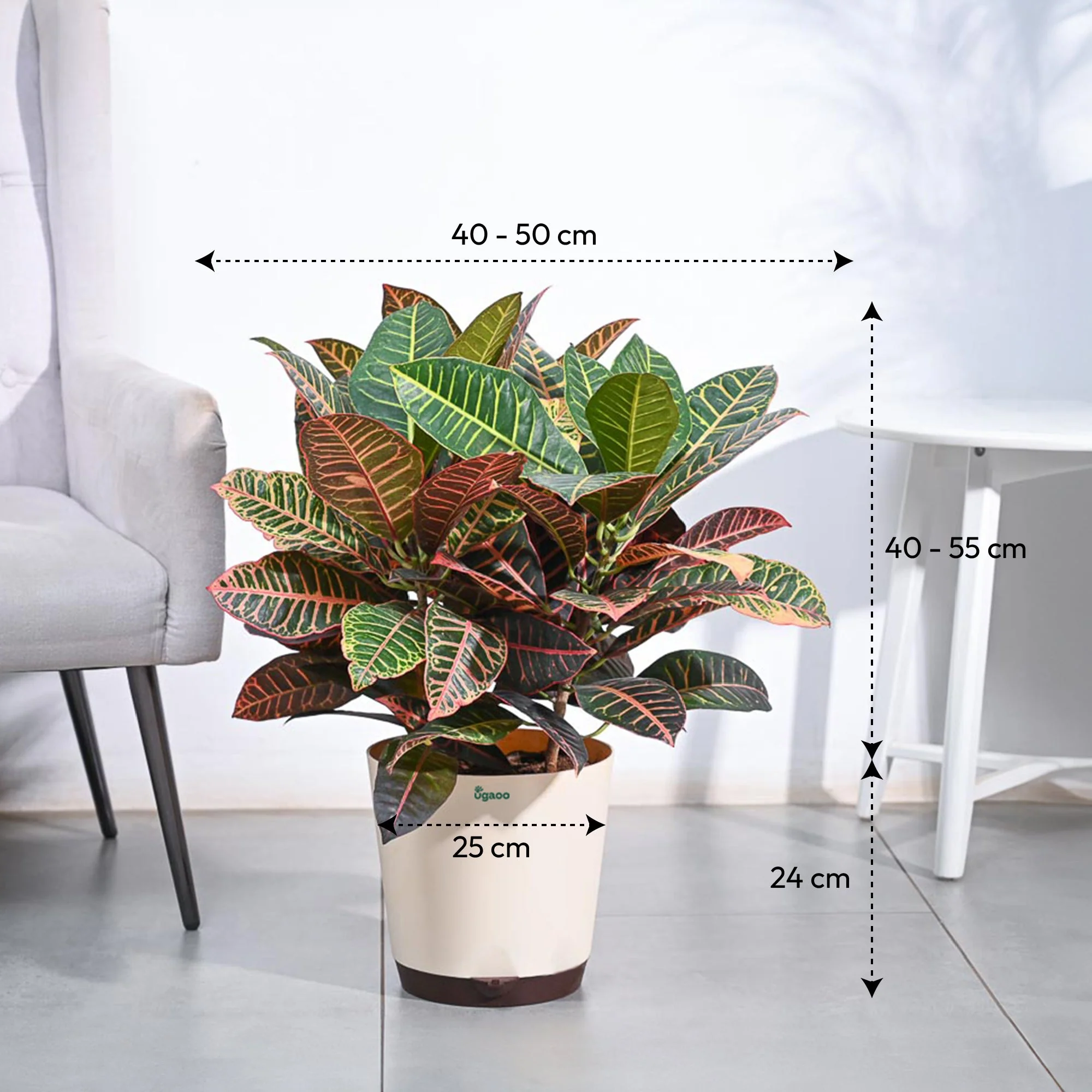 Croton Petra XL - Image 6
