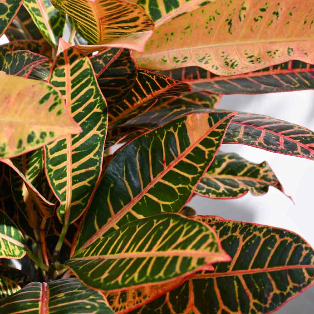 Croton Petra XL - Image 7